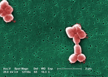​Zviceranët zhvillojnë antibiotik të ri kundër bakterit të rrezikshëm që mundon spitalet