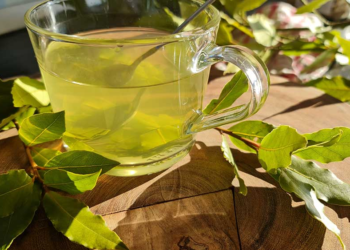 Çaji i gjetheve të dafinës qetëson kollën dhe dhimbjet e fytit