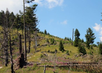 Presin pisha, dërgohen në mbajtje dy persona
