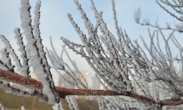 Parashikimi i motit për sot