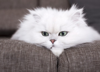 E moshuara u lë maceve të saj rreth 2.5 milionë euro trashëgimi