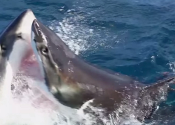 Burri humbi jetën nga peshkaqeni në plazhet e Hawaiit