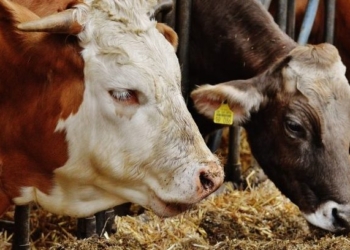 Parandalohet një rast kontrabandimi me kafshë