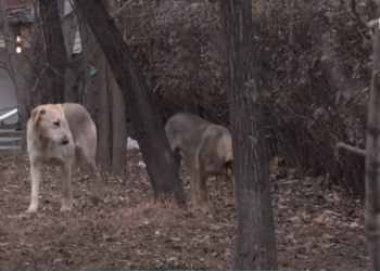 50 euro të pamjaftueshme për adoptimin e qenve endacakë, qytetarët të rrezikuar e cak i sulmeve