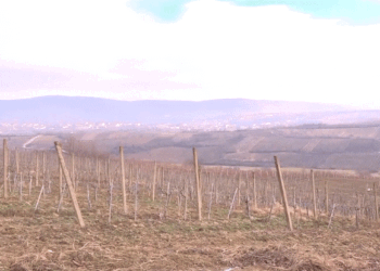 Dyfishohet vlera e subvencioneve për vreshtat