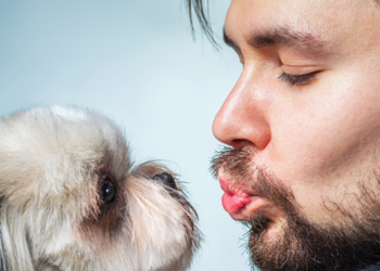 Studim: Mjekra e burrave është më e pistë se qimet e qenve