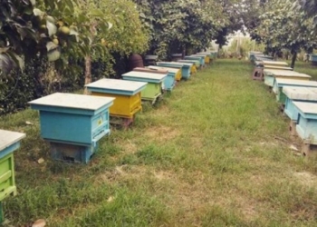 Arrestohet një person, dyshohet se kishte vjedhur rreth 27 koshere të bletëve