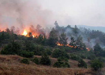 Skenderaj, përfshihet nga zjarri një sipërfaqe toke me fidanë dhe pemë
