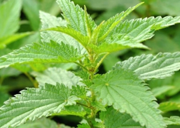 Zbutja e hithrave në shtëpi, disa sekrete për të përfituar shëndet