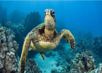 ​Tetë fëmijë e një grua vdesin pasi hëngrën mish breshkash në ishullin Zanzibar