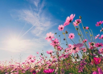 14 Mars – Zgjohen Zanat e Pranverës