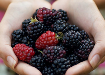 Pse duhet konsumuar manaferra rregullisht?