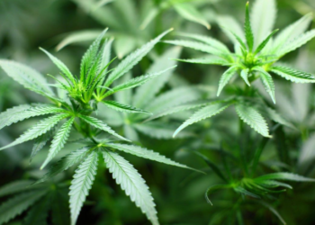 Lejohet përdorimi i kanabisit në Gjermani