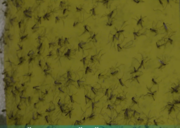 Banorët e Prishtinës në hall me mushkonjat