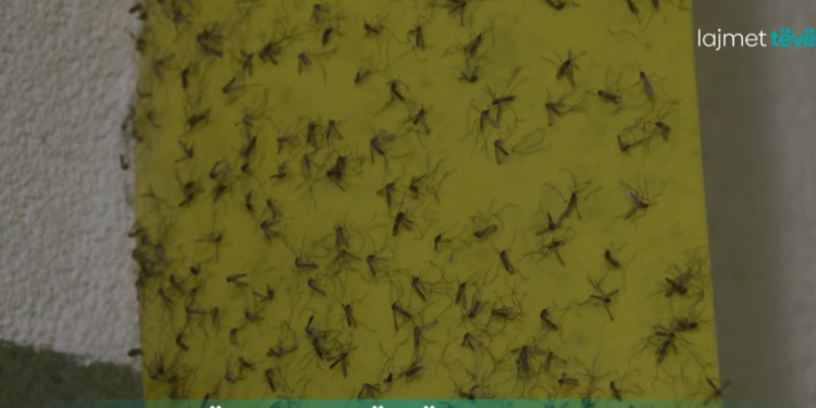 Banorët e Prishtinës në hall me mushkonjat