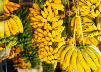 Bananet pritet të shtrenjtohen në të gjithë botën