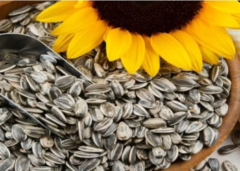 Vlerat ushqyese të farave të lulediellit