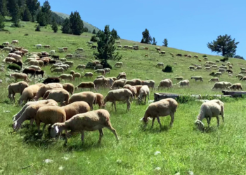 Kontrabandoi nga Serbia 10 dhi, 3 dele dhe 1 qengj, kapet nga Policia