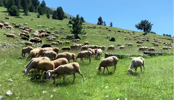 Kontrabandoi nga Serbia 10 dhi, 3 dele dhe 1 qengj, kapet nga Policia