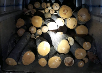 Policia parandalon bartjen ilegale të drunjve