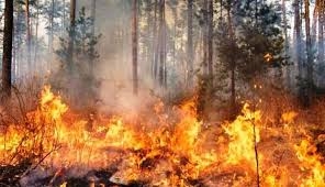 Përfshihet nga zjarri rreth 4300 travez druri në Vushtrri