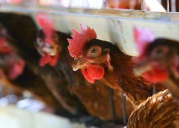 Parandalohen dy raste të kontrabandimit të pulave nga Serbia