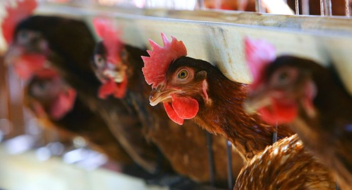 Parandalohen dy raste të kontrabandimit të pulave nga Serbia