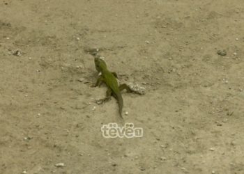 Arkiva shtetërore që 8 vjet pa mirëmbajtje, objekti vizitohet nga zvarranikë e merimanga