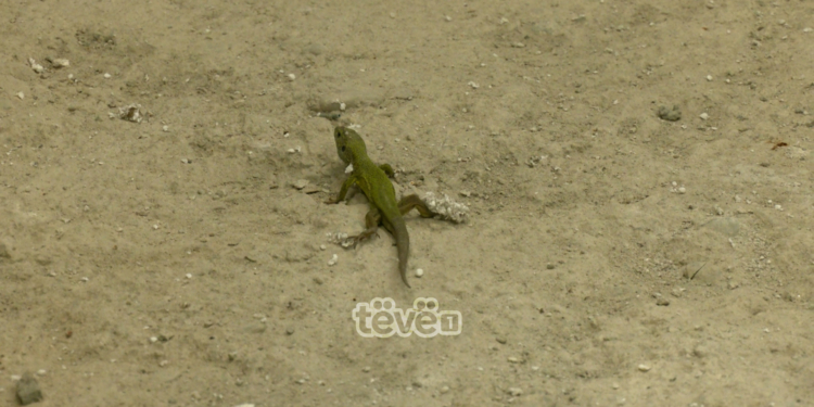 Arkiva shtetërore që 8 vjet pa mirëmbajtje, objekti vizitohet nga zvarranikë e merimanga