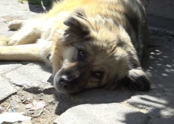 Qentë endacakë në Prishtinë, një krizë e pazgjidhur nga Komuna e Prishtinës