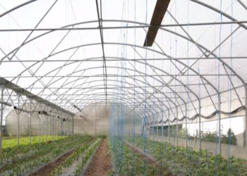 Breshëri i shkakton dëme afër 10 mijë euro fermerit nga Hani i Elezit