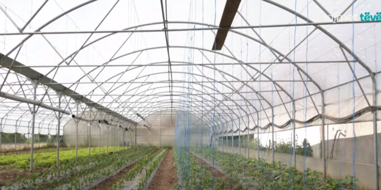 Breshëri i shkakton dëme afër 10 mijë euro fermerit nga Hani i Elezit