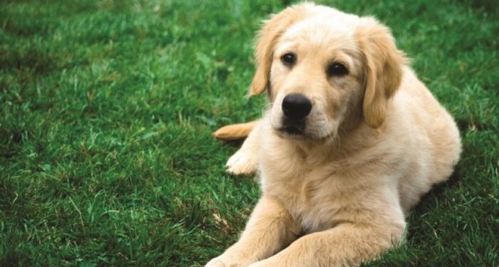 A preken qentë nga Alzheimer?