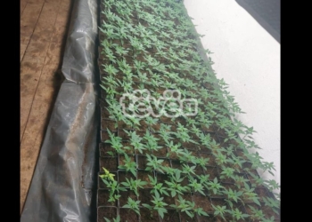 Policia gjen laborator droge në Leposaviq