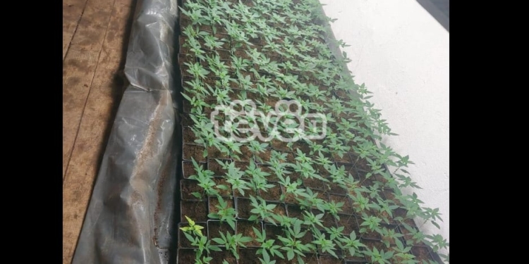 Policia gjen laborator droge në Leposaviq