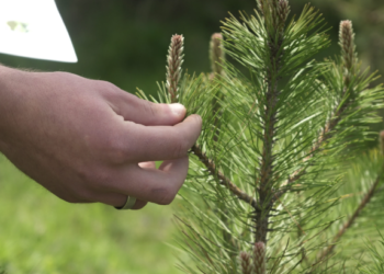 Sot shënohet Dita Ndërkombëtare e Biodiversitetit
