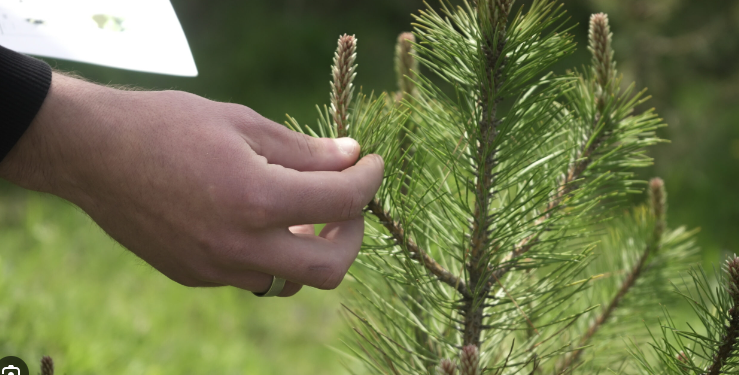 Sot shënohet Dita Ndërkombëtare e Biodiversitetit