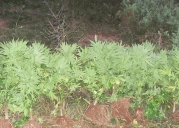 Gjendet kanabis në Rahovec, dyshohet se mbiu vetvetiu