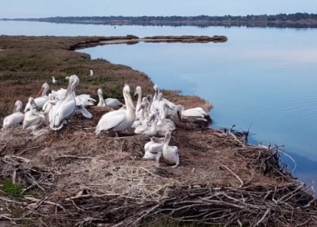 Dita Ndërkombëtare për Mbrojtjen e Klimës