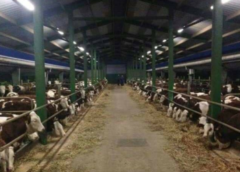 Hajnat vodhën disa gjedhë në Prishtinë