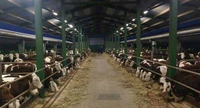 Hajnat vodhën disa gjedhë në Prishtinë