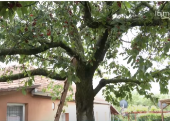 Familjarët tregojnë momentet e fundit të gardianit që humbi jetën pasi u rrëzua nga pema