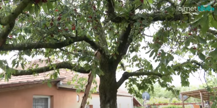 Familjarët tregojnë momentet e fundit të gardianit që humbi jetën pasi u rrëzua nga pema