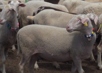 ​Shtrenjtimi i kurbanit nuk ndalon besimtarët ta kryejnë obligimin fetar