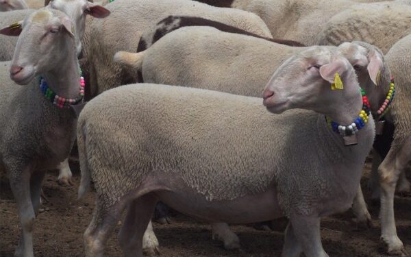 Shtrenjtimi i kurbanit nuk ndalon besimtarët ta kryejnë obligimin fetar