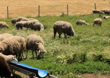 Dele ka pak e kërkesat për kurbane janë rritur, AVUK thirrje për respektim të rregullave