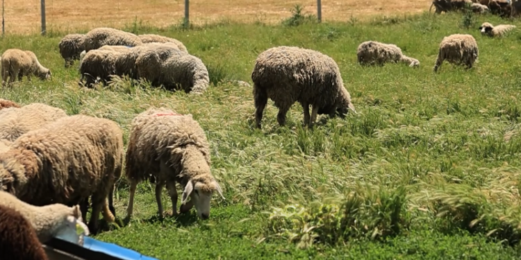 Dele ka pak e kërkesat për kurbane janë rritur, AVUK thirrje për respektim të rregullave