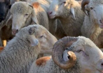 AUV: Therja e kurbaneve të bëhet vetëm në thertore të licencuara