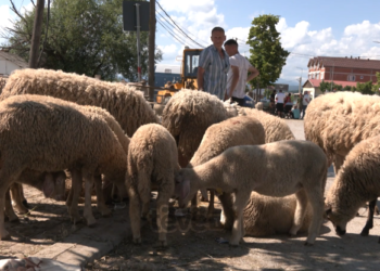 Qytetarët ankohen për çmimin e kurbaneve, shitësit fajësojnë BIK-un