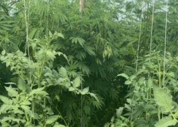 Policia gjatë një bastisje gjen rreth 28 bimë narkotike të llojit Kanabis Sativa në Gjilan